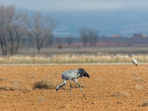 Laguna de Gallocanta. Grulla común