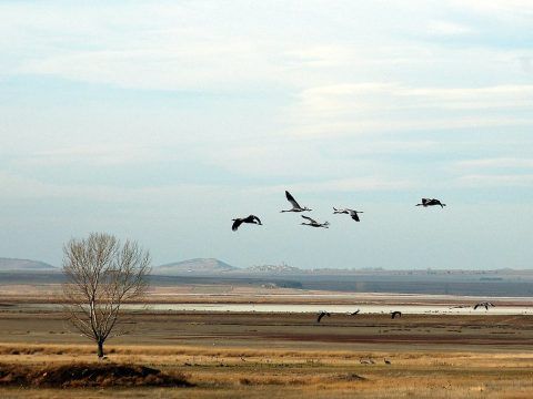 Laguna de Gallocanta
