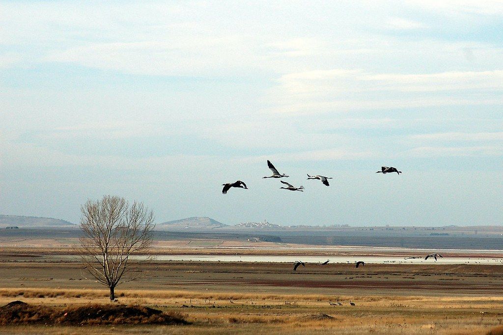 Laguna de Gallocanta