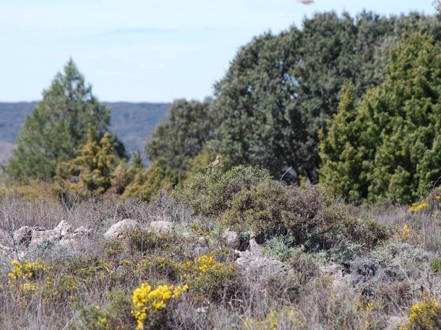 Sabinares del Jalón