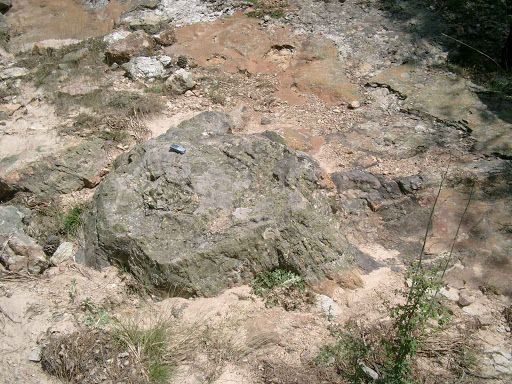 Bosque Fosil