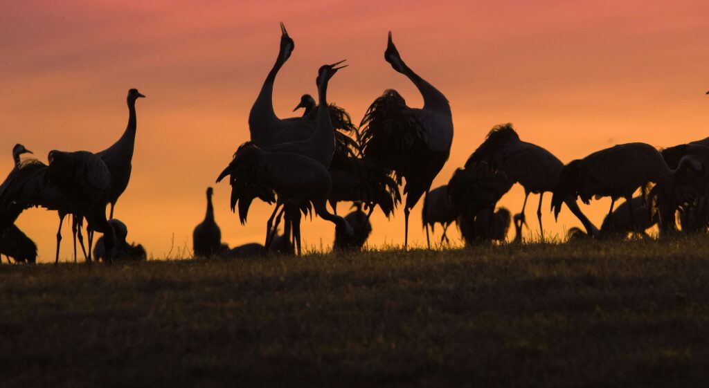 El gran vuelo: la espectacular llegada de las grullas a la Laguna de Gallocanta