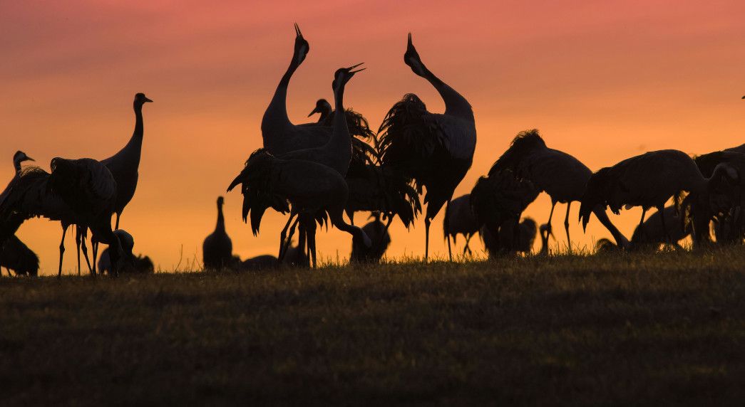 El gran vuelo: la espectacular llegada de las grullas a la Laguna de Gallocanta
