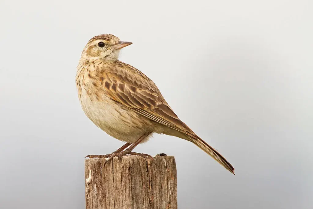 Aves esteparias: un tesoro en peligro
