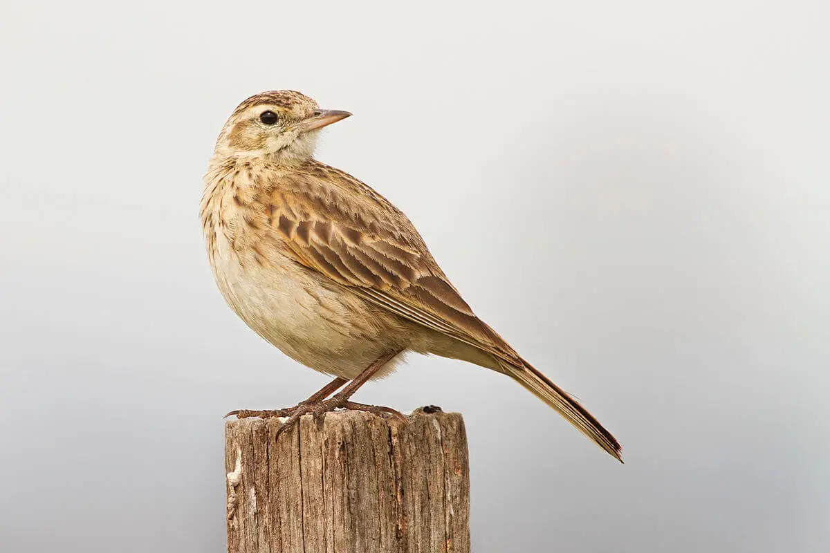 Aves esteparias: un tesoro en peligro