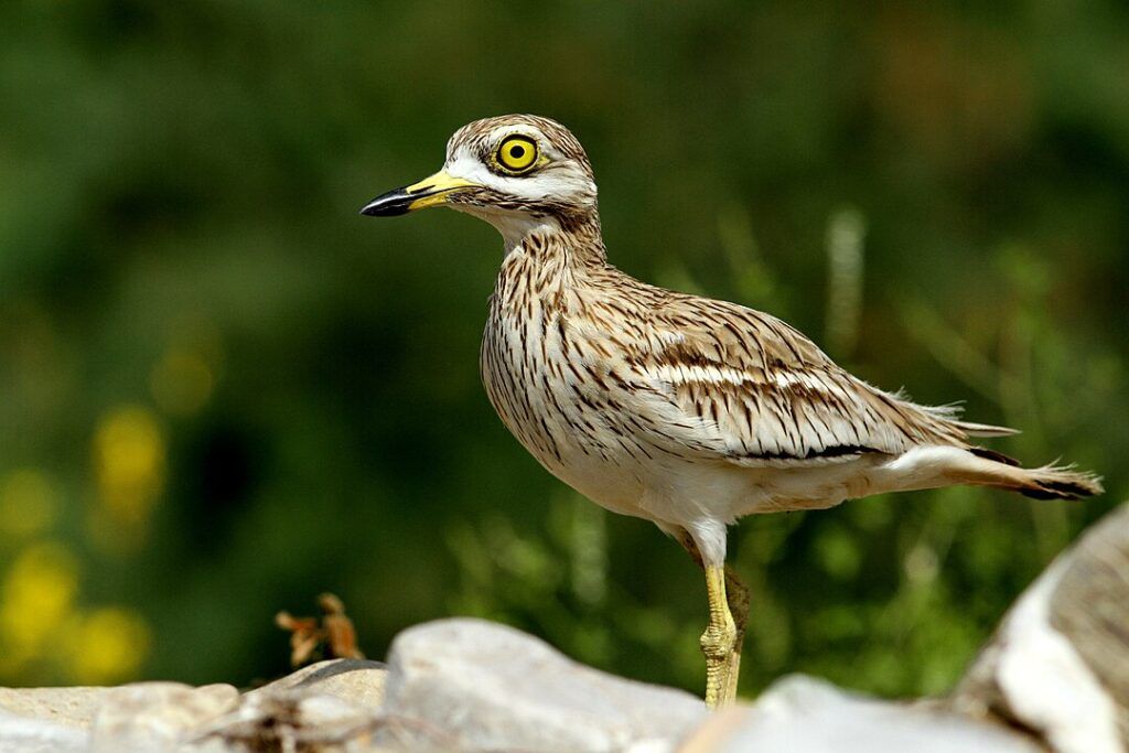 La Filosofía de la Resiliencia: Qué nos enseñan las plantas y animales de la paramera