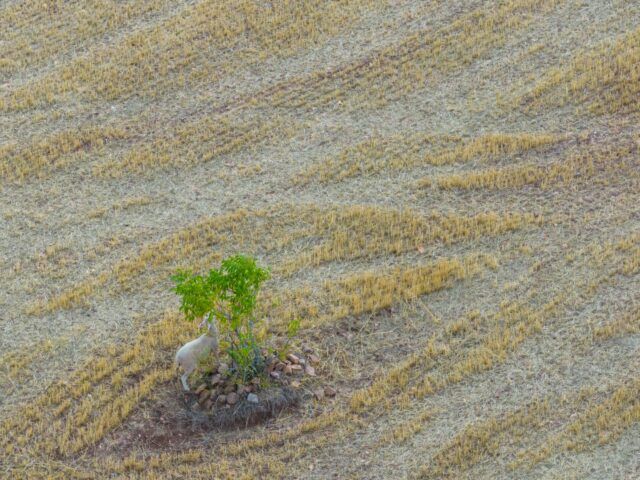 De la trashumancia a hoy: la huella humana que moldeó el paisaje