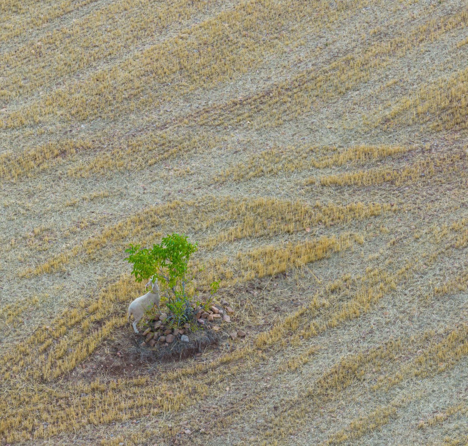 De la trashumancia a hoy: la huella humana que moldeó el paisaje